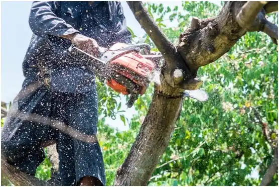 tree services East Washington